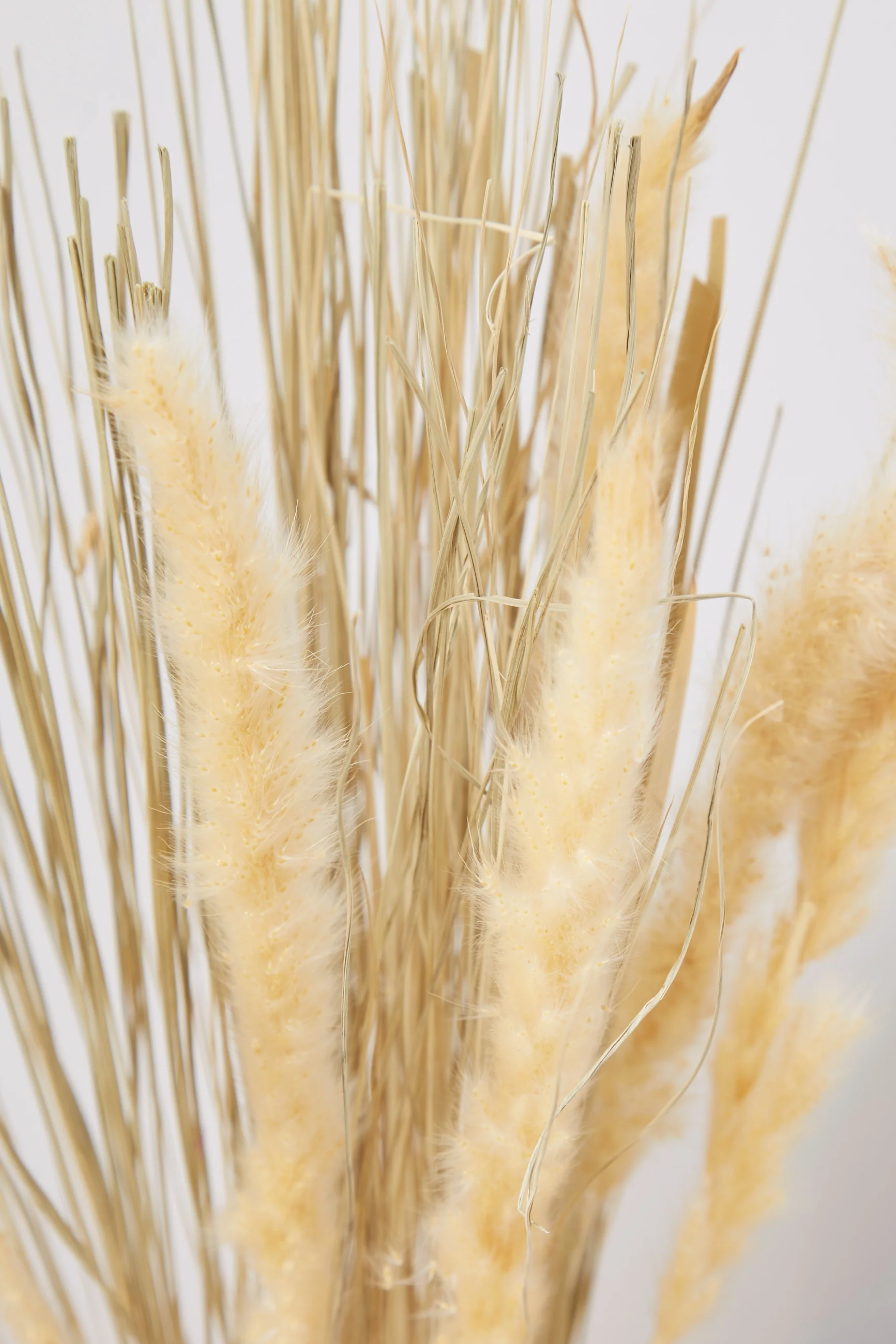 Dried Satin Tail Grass - Image 3