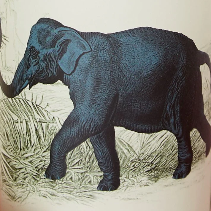 Elephant Printed Velvet Cushion - Image 4