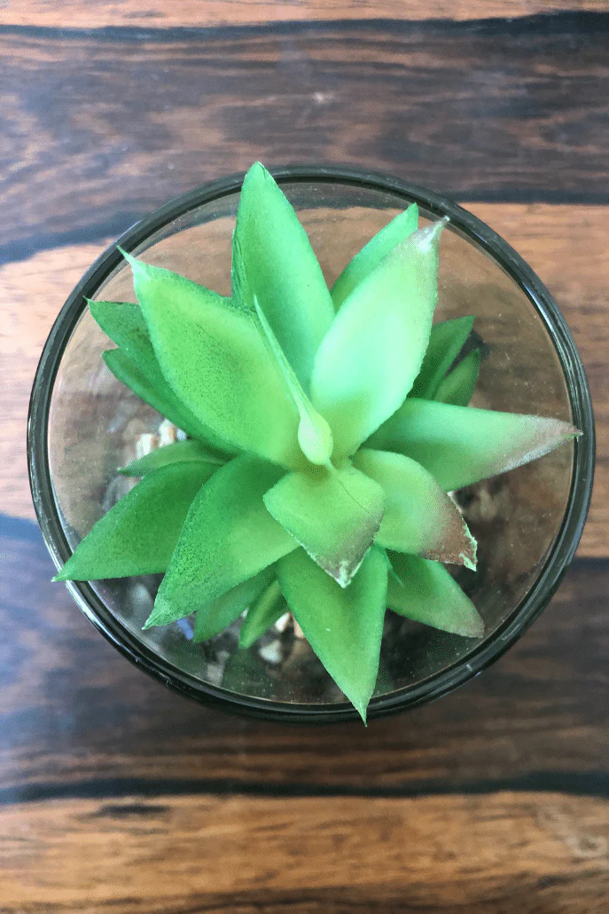 Faux Echeveria In Glass Pot With Stand - Image 3