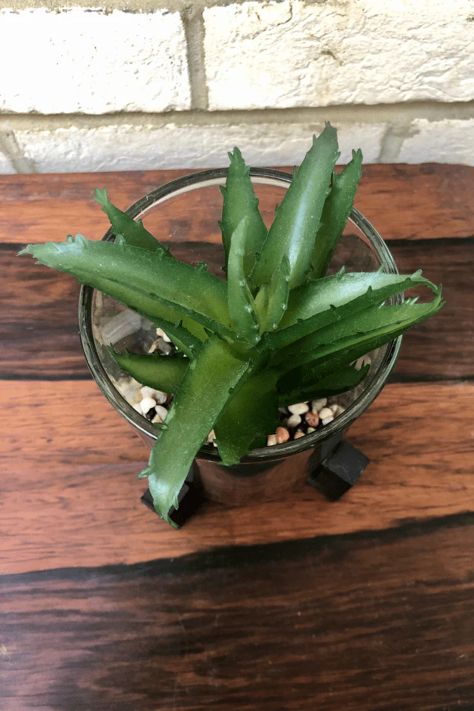 Faux Haworthia In Glass Pot With Stand - Image 3