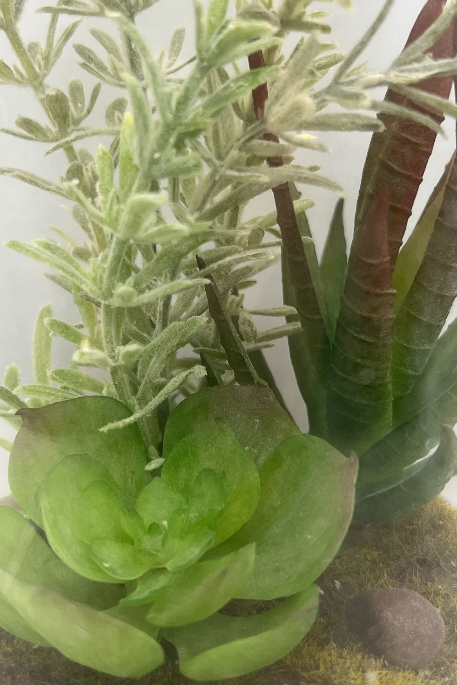Glass Dome With Faux Succulents - Image 2