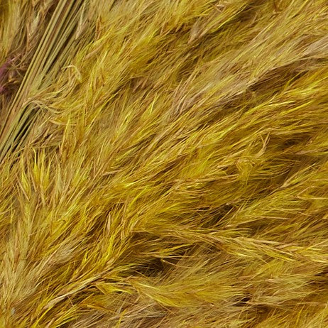 3 Stems of Khaki Dried Pampas Grass - Image 5