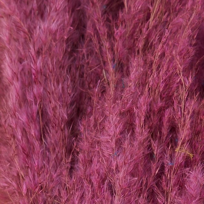 3 Stems of Wine Dried Pampas Grass - Image 5