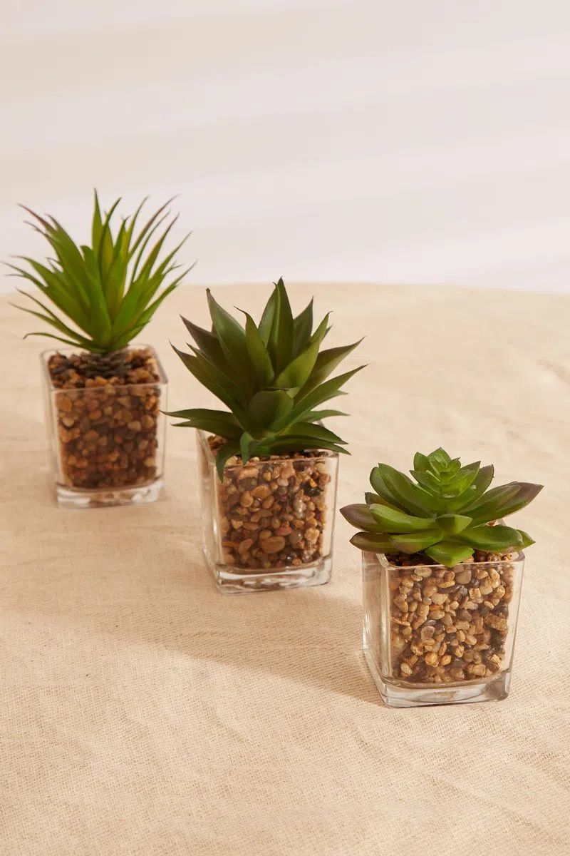 Set Of 3 Artificial Succulents In Glass Pots - Image 2
